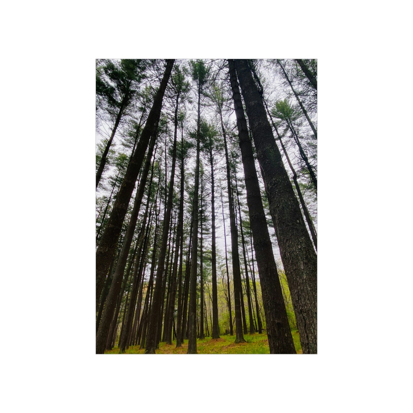 Lost in the Trees Premium Matte Poster, Nature Photography