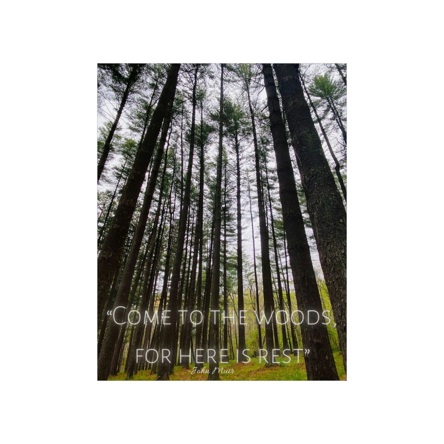 Come To The Woods, John Muir Quote Premium Poster