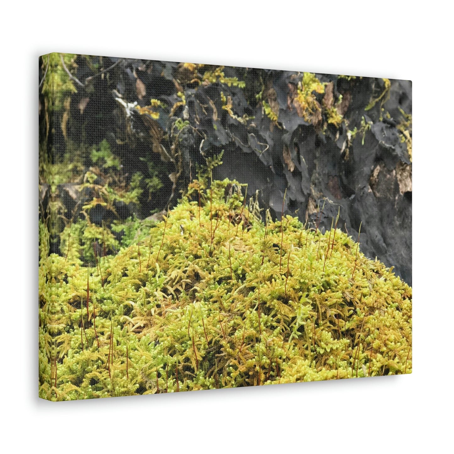 Little Life Nature Photography Canvas