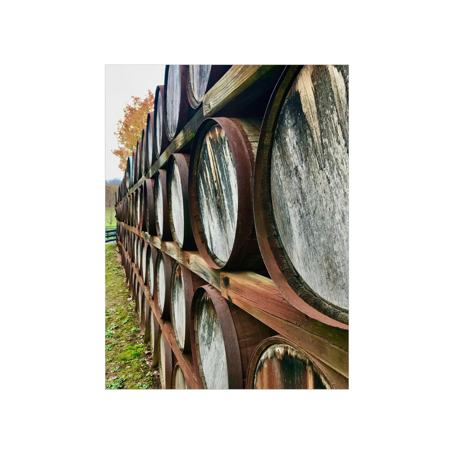 Wine Barrels Premium Matte Poster; Photography Print Poster