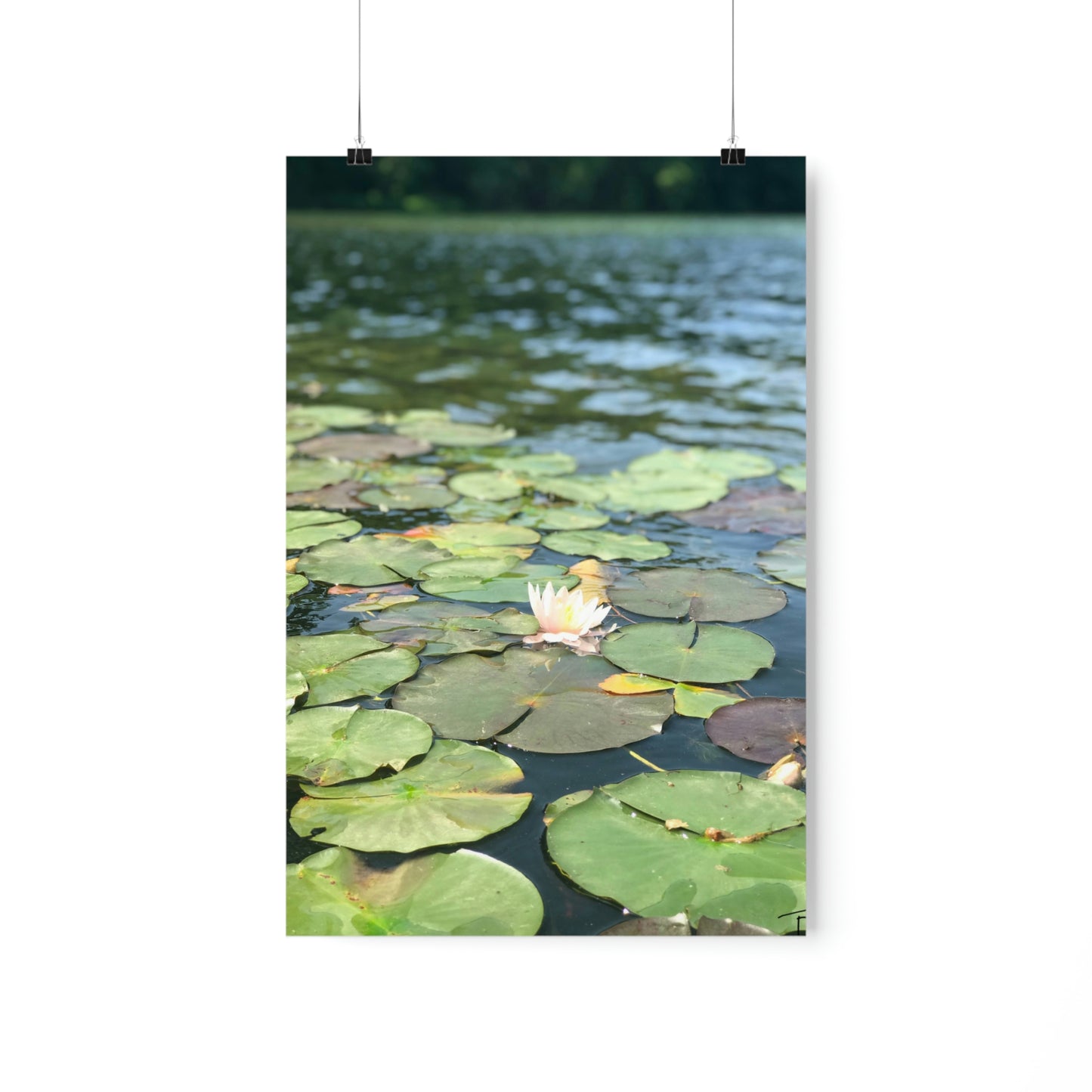 Lone Lilly Premium Matte Poster, Nature Photography