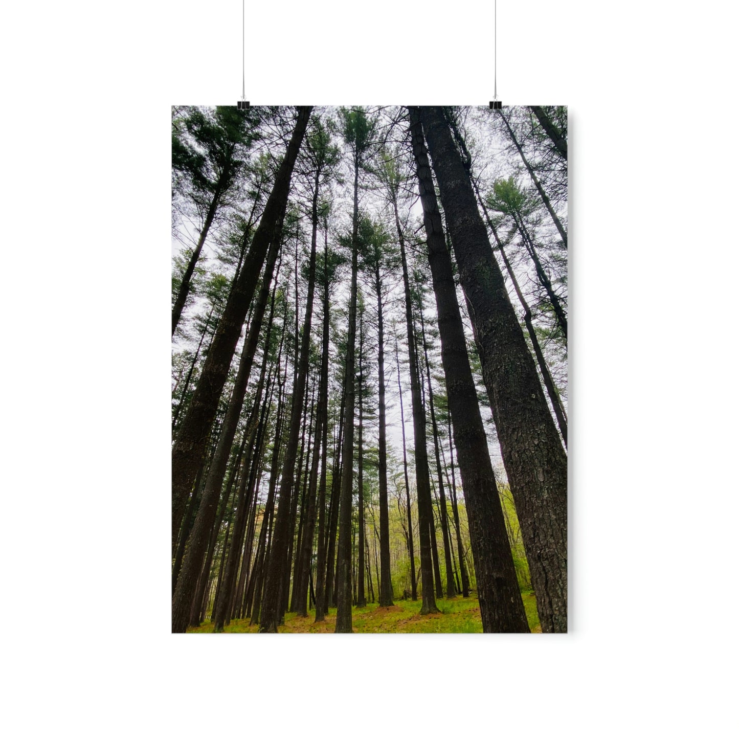 Lost in the Trees Premium Matte Poster, Nature Photography