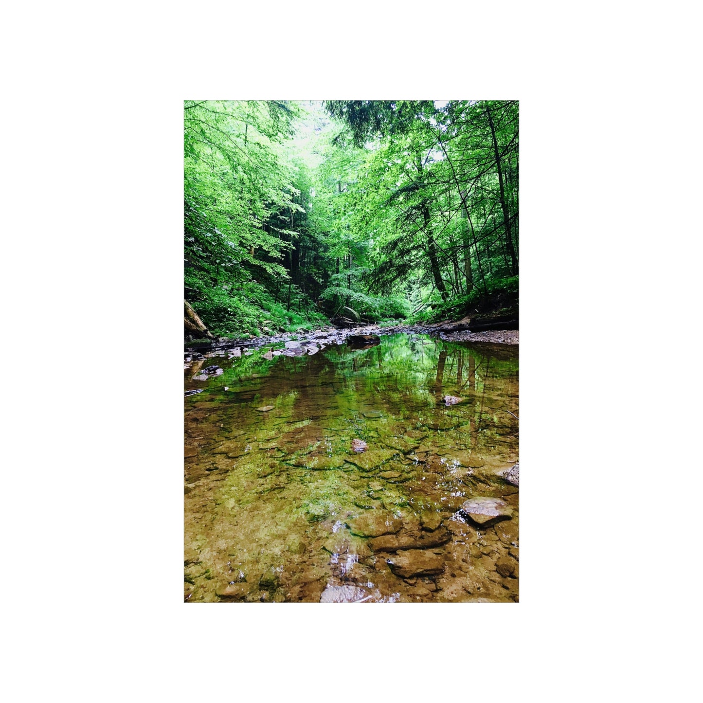 Forest Creek Bed Premium Matte Poster; Nature Photography Poster