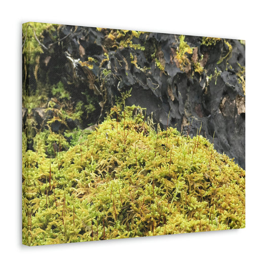 Little Life Nature Photography Canvas