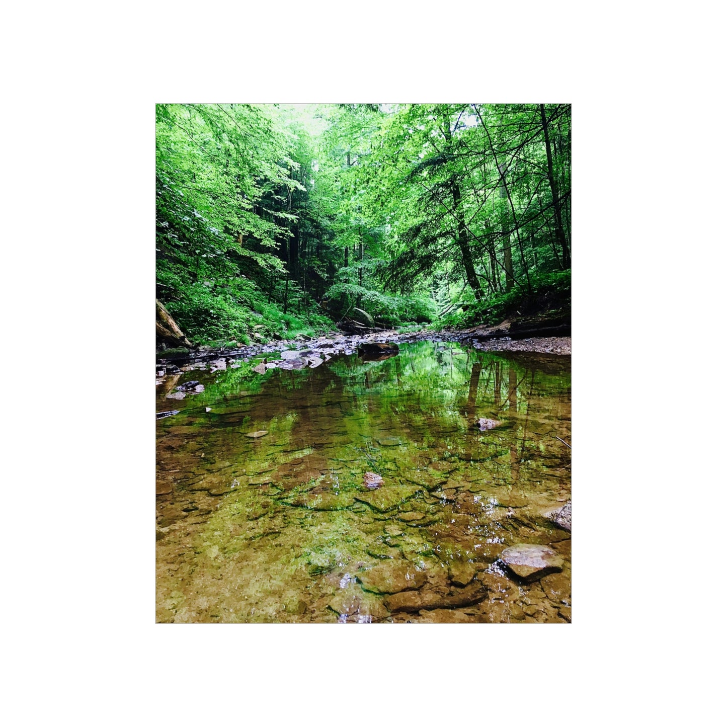 Forest Creek Bed Premium Matte Poster; Nature Photography Poster