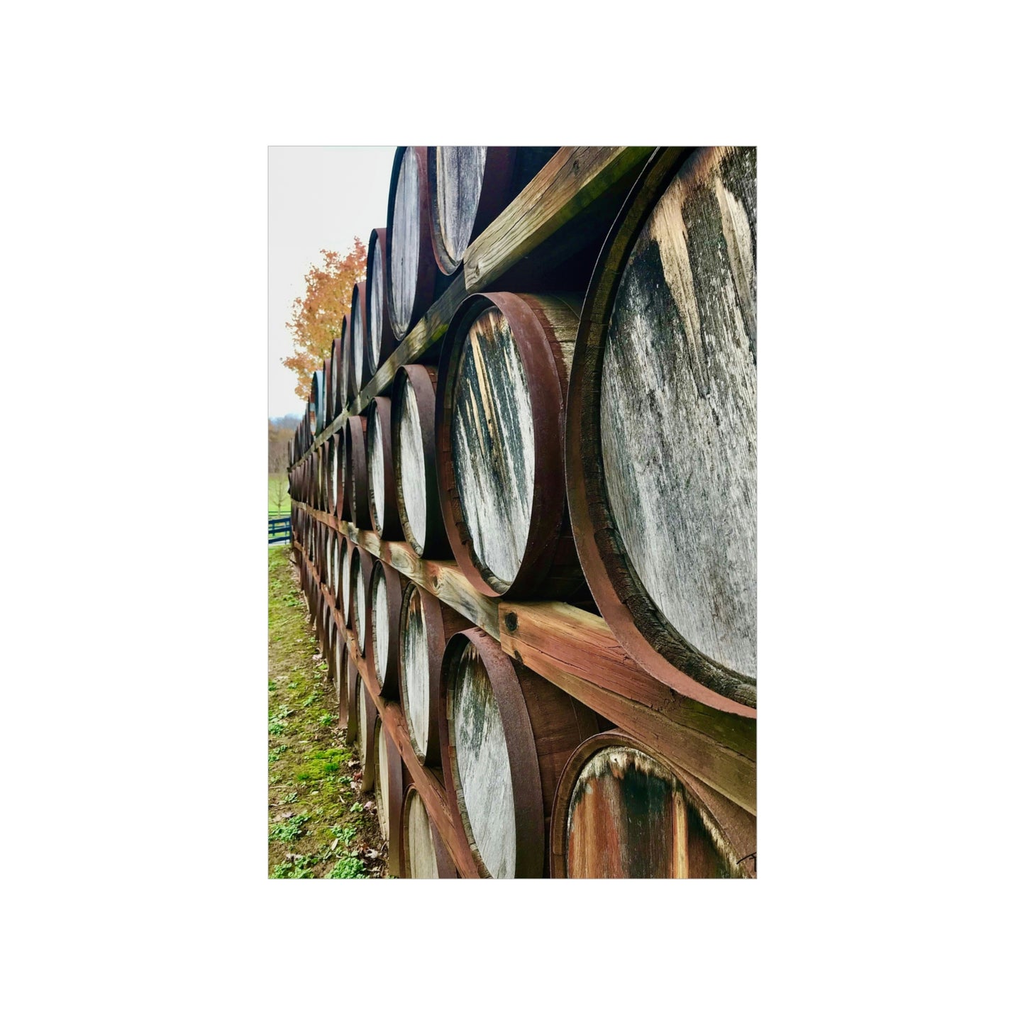 Wine Barrels Premium Matte Poster; Photography Print Poster