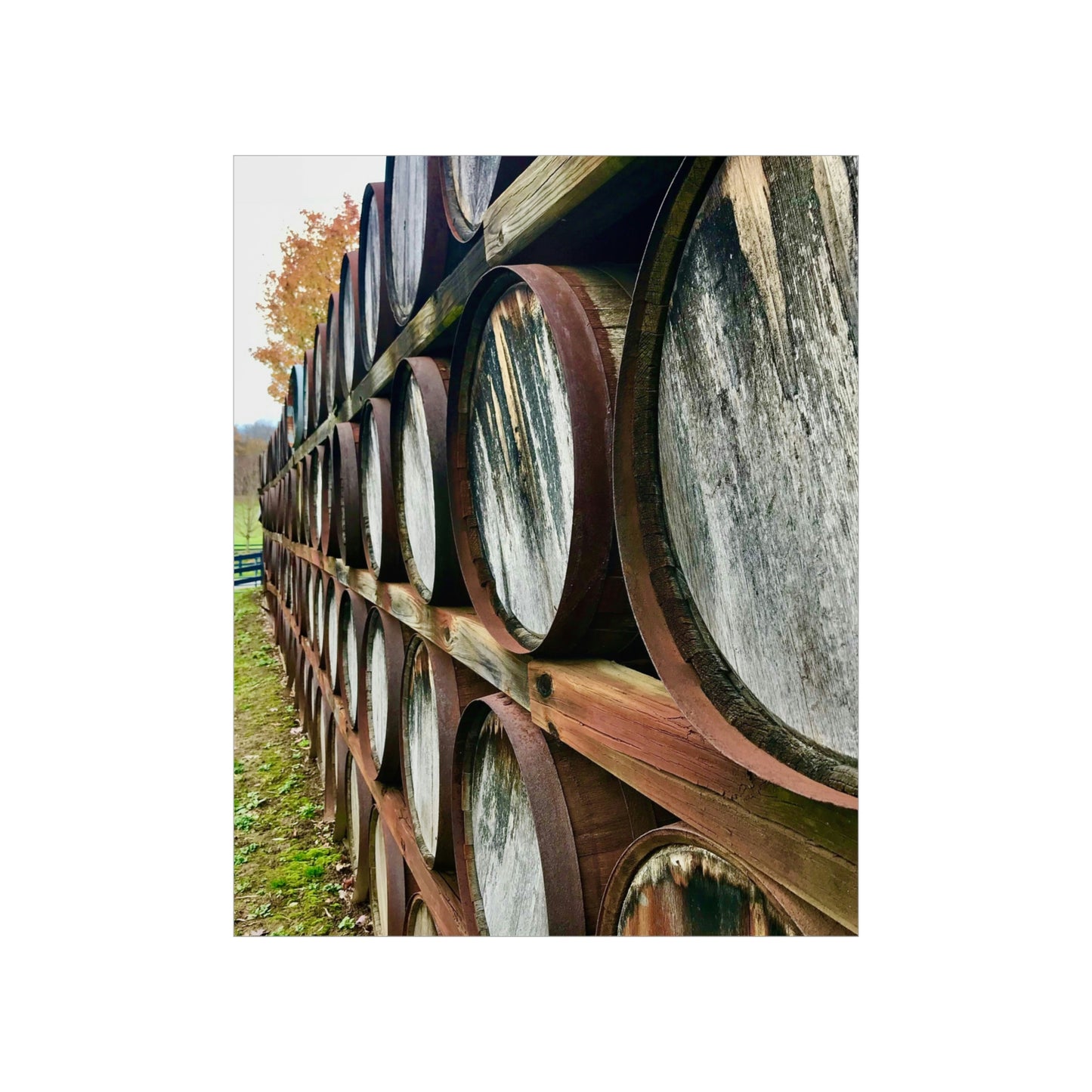 Wine Barrels Premium Matte Poster; Photography Print Poster