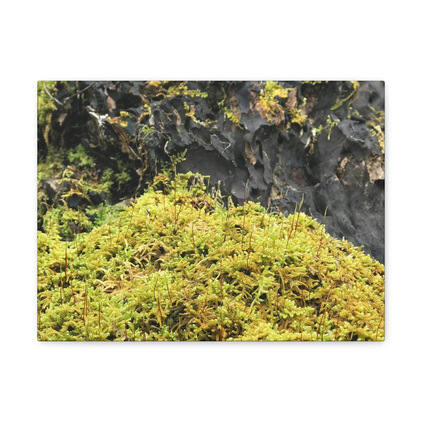 Little Life Nature Photography Canvas