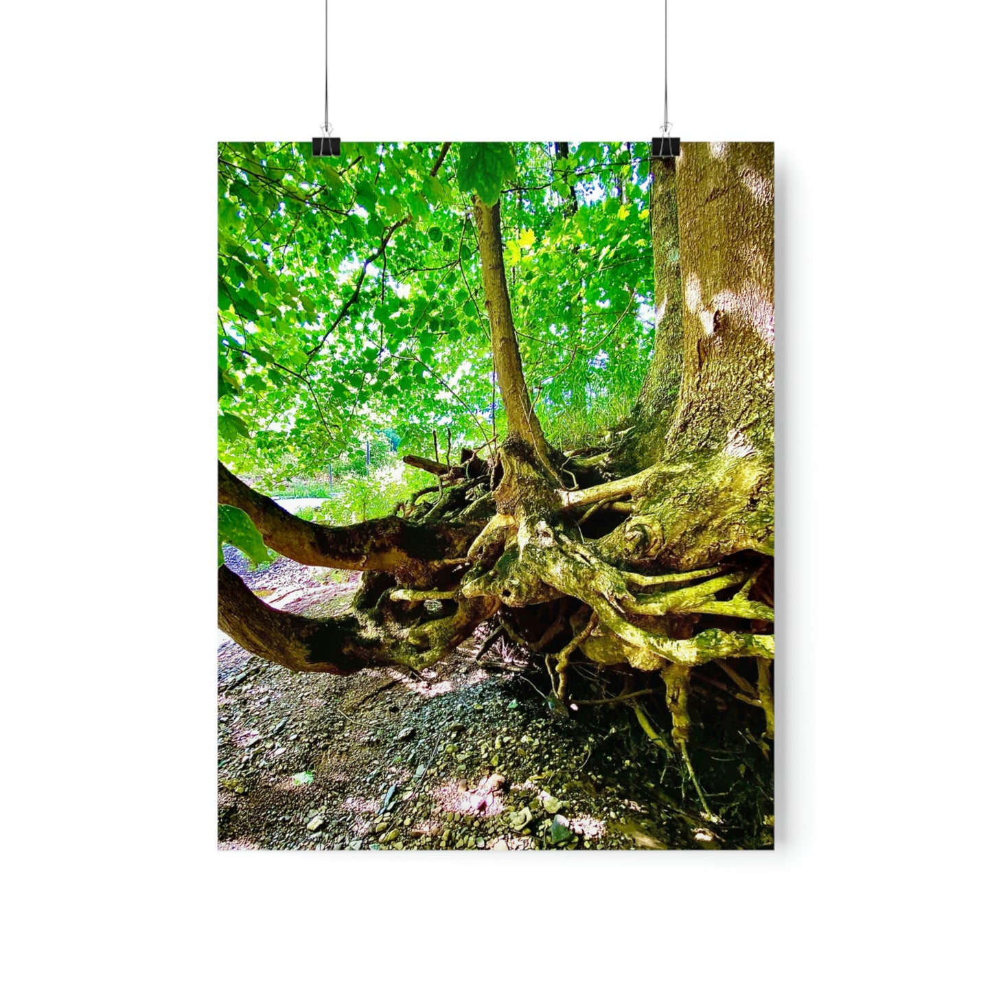 I Shall Grow Strong Premium Matte Poster, Nature Photography Poster