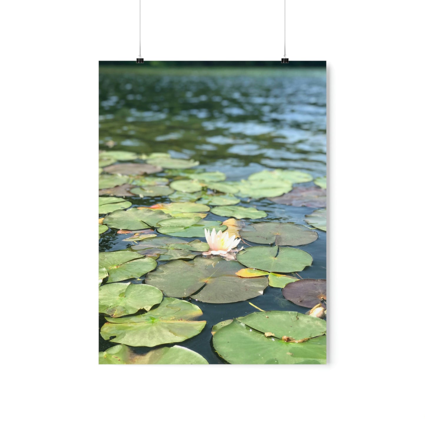 Lone Lilly Premium Matte Poster, Nature Photography