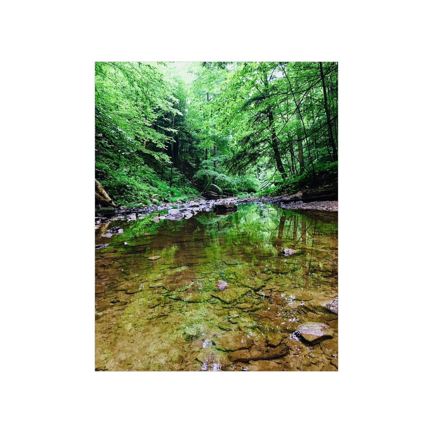 Forest Creek Bed Premium Matte Poster; Nature Photography Poster