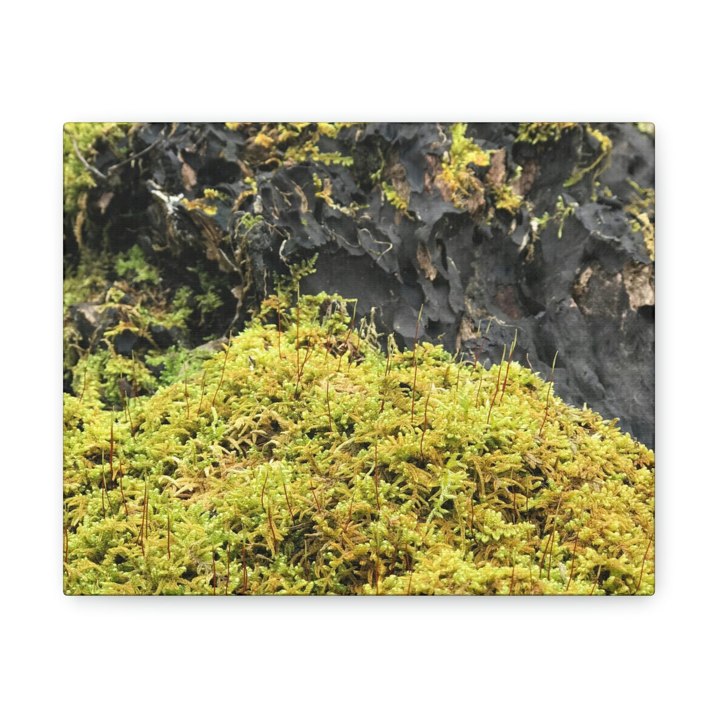 Little Life Nature Photography Canvas