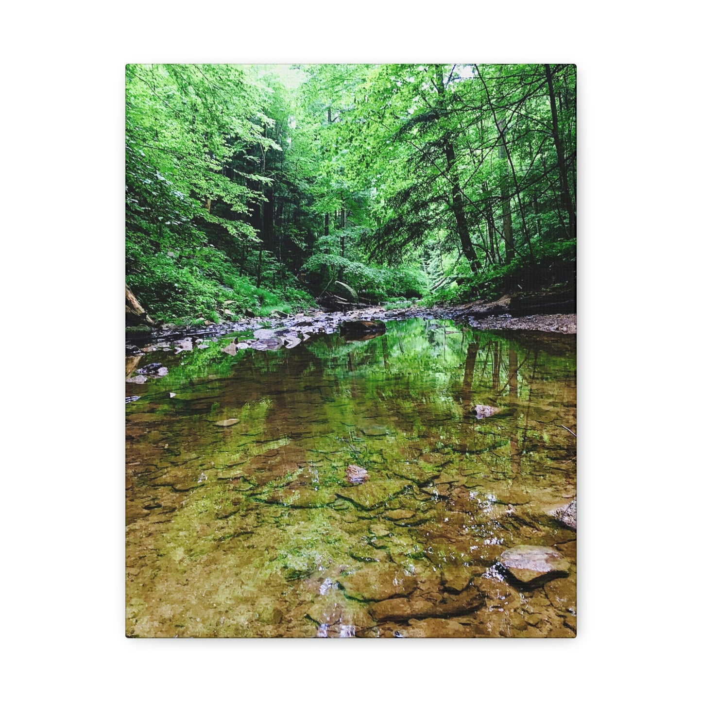 Forest Creek Bed, Nature Photography Canvas