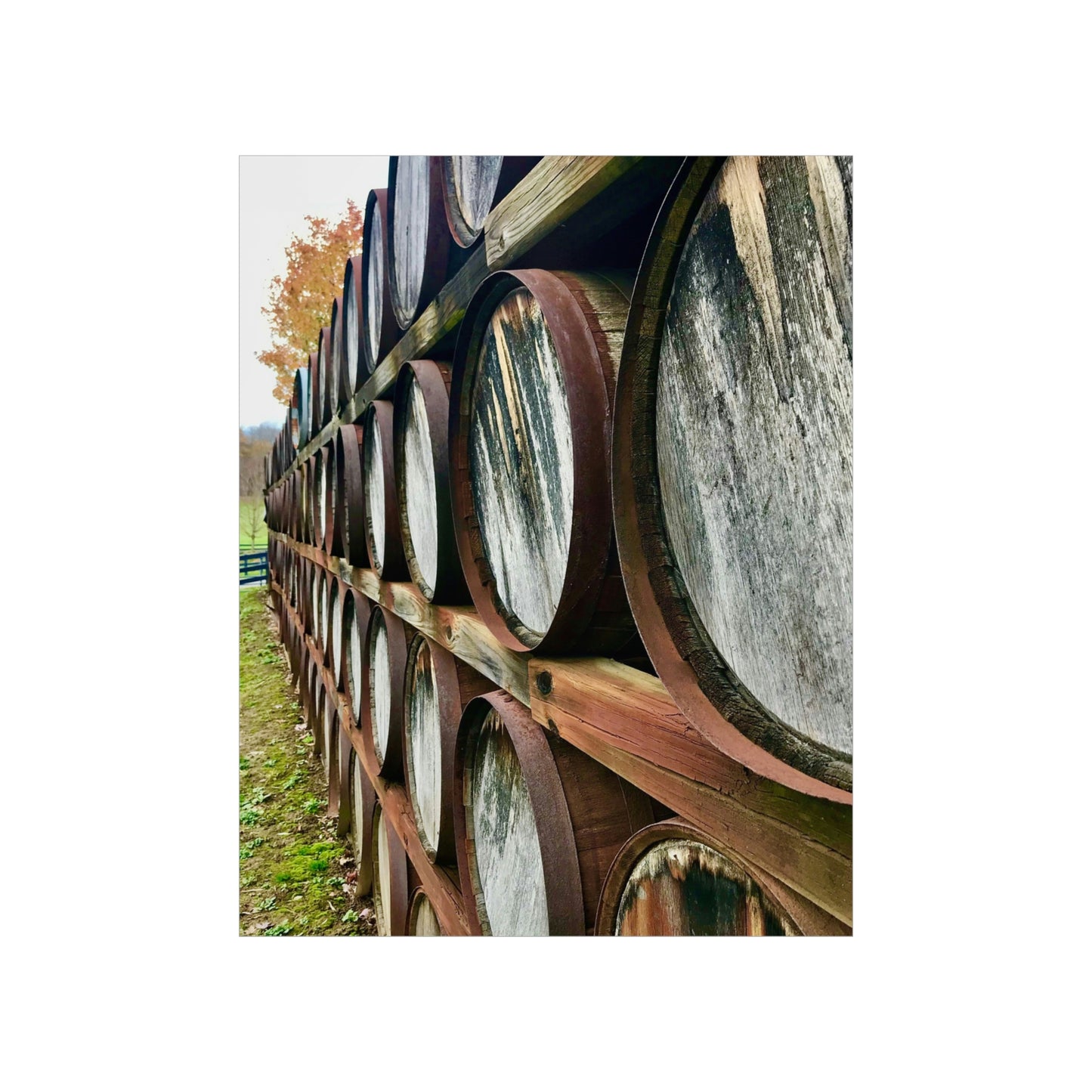 Wine Barrels Premium Matte Poster; Photography Print Poster