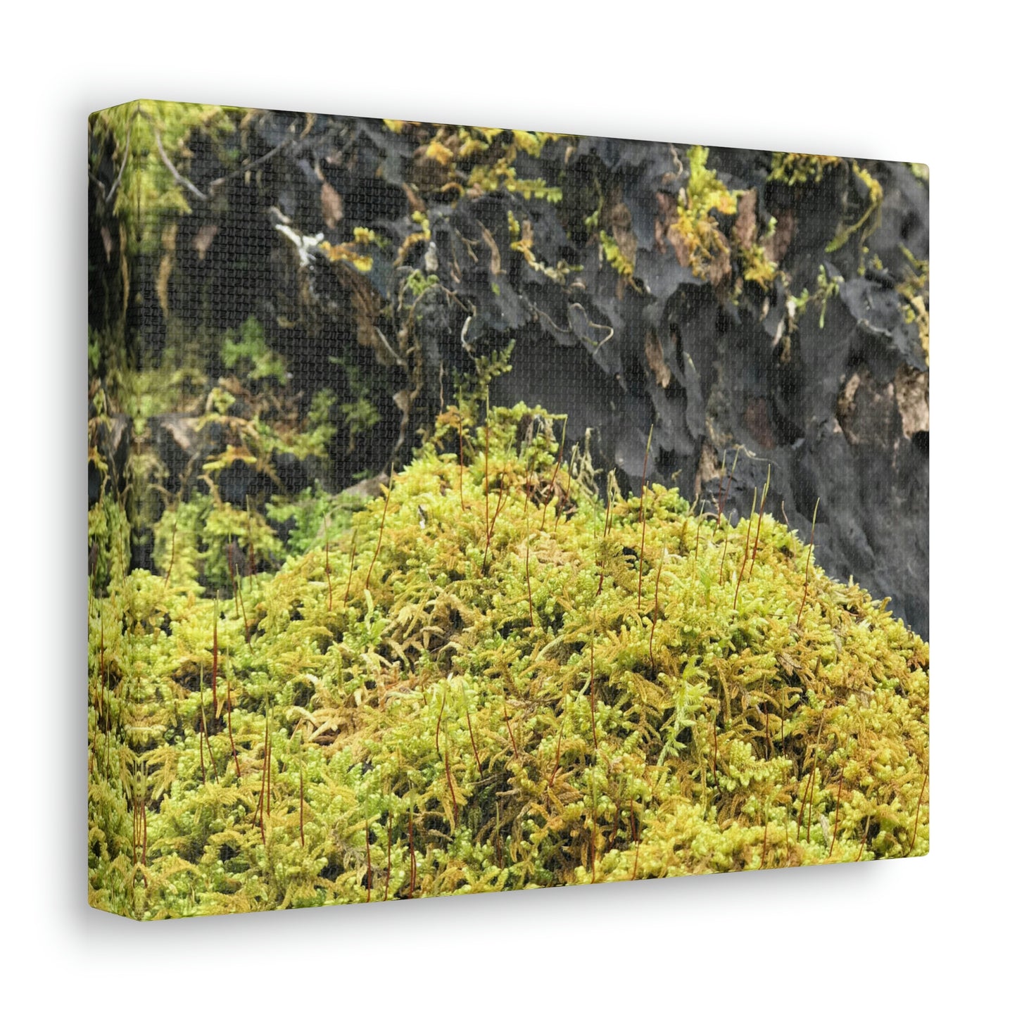 Little Life Nature Photography Canvas