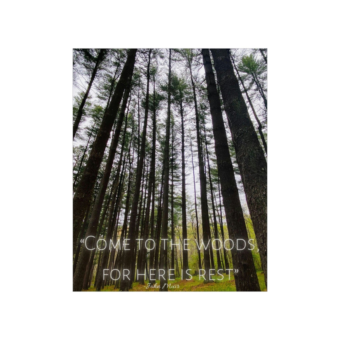 Come To The Woods, John Muir Quote Premium Poster