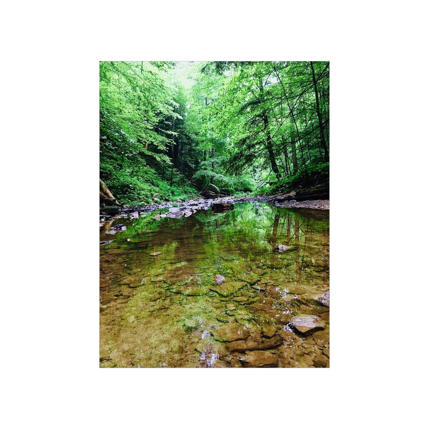 Forest Creek Bed Premium Matte Poster; Nature Photography Poster