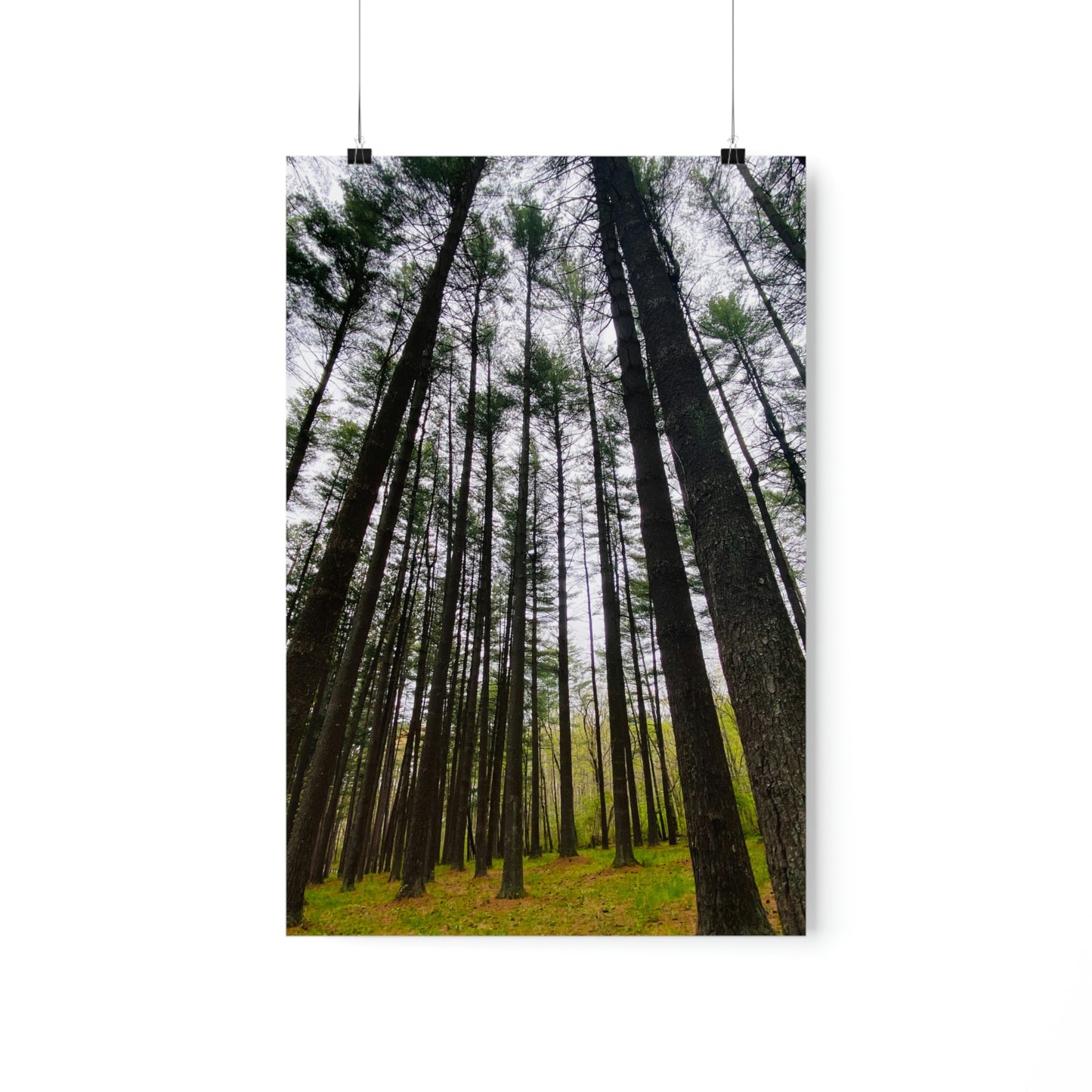 Lost in the Trees Premium Matte Poster, Nature Photography